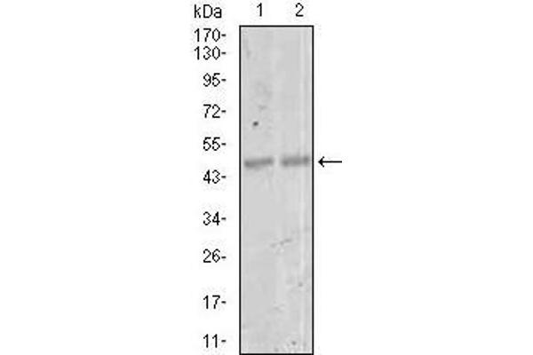 MEF2C Antikörper  (AA 1-125)