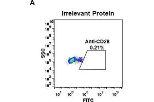 Image no. 3 for anti-CD28 (CD28) (AA 19-152) antibody (ABIN6964060)
