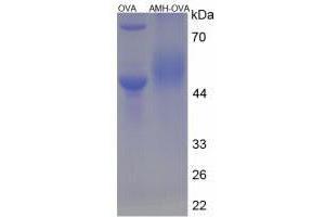 Image no. 3 for Anti-Mullerian Hormone (AMH) peptide (Ovalbumin) (ABIN5666084)