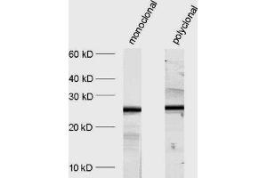 Image no. 2 for anti-Synaptosomal-Associated Protein, 25kDa (SNAP25) (AA 192-206) antibody (ABIN1742235)