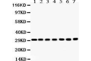 COMT antibody  (AA 52-271)