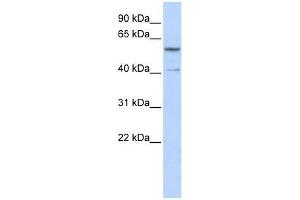 Image no. 1 for anti-Zinc Finger Protein 284 (ZNF284) (C-Term) antibody (ABIN927348)