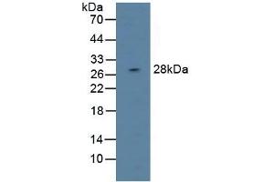 DAPP1 Antikörper  (AA 1-280)