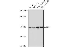 Western blot analysis of extracts of various cell lines, using STIP1 Rabbit mAb (ABIN1512566, ABIN3020619, ABIN3020620 and ABIN7101303) at 1:1000 dilution.