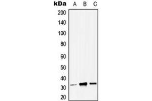Image no. 1 for anti-Zinc Finger, Matrin-Type 3 (ZMAT3) (C-Term) antibody (ABIN2705341)