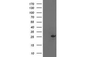Image no. 8 for anti-Adenylate Kinase 4 (AK4) antibody (ABIN1496526)