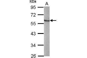 Image no. 2 for anti-Kruppel-Like Factor 4 (Gut) (KLF4) (C-Term) antibody (ABIN2855075)