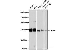 Western blot analysis of extracts of various cell lines using ITGA8 Polyclonal Antibody at dilution of 1:3000.