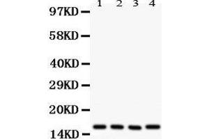 Image no. 1 for anti-Caveolin 2 (CAV2) (AA 1-162) antibody (ABIN3043749)