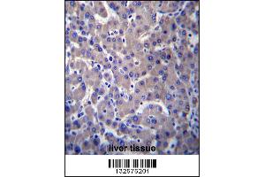 Image no. 1 for anti-G Protein-Coupled Receptor 34 (GPR34) (AA 232-261) antibody (ABIN656767)