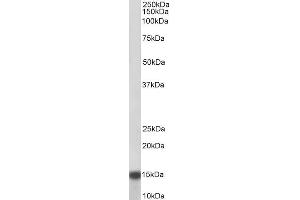 Image no. 3 for anti-NADH Dehydrogenase (Ubiquinone) 1 alpha Subcomplex, 7, 14.5kDa (NDUFA7) (Internal Region) antibody (ABIN1049506)