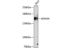 Western blot analysis of extracts of 293T cells using KDM3A Polyclonal Antibody at dilution of 1:1000.