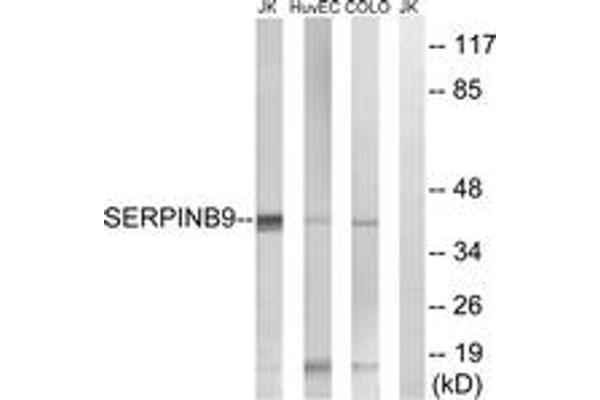 anti-serpin Peptidase Inhibitor, Clade B (Ovalbumin), Member 9 (SERPINB9) (AA 241-290) antibody