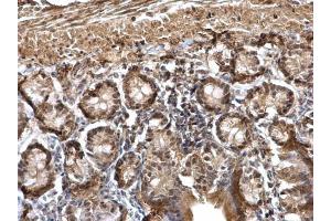 IHC-P Image DDB1 antibody [C3], C-term detects DDB1 protein at cytosol and nucleus on mouse duodenum by immunohistochemical analysis.
