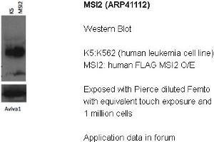 Image no. 4 for anti-Musashi Homolog 2 (MSI2) (N-Term) antibody (ABIN2776629)