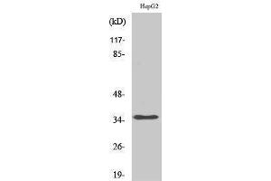 Image no. 1 for anti-Heterogeneous Nuclear Ribonucleoprotein A2/B1 (HNRNPA2B1) (N-Term) antibody (ABIN3185058)