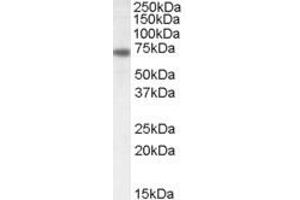 Image no. 2 for anti-Netrin 1 (NTN1) (C-Term) antibody (ABIN335150)