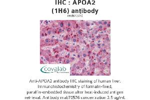 Image no. 1 for anti-Apolipoprotein A-II (APOA2) (AA 1-100), (full length) antibody (ABIN1723433)