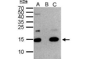 Image no. 3 for anti-H2A Histone Family, Member Z (H2AFZ) (C-Term) antibody (ABIN2856585)