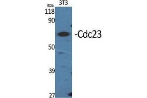 Image no. 2 for anti-Cell Division Cycle 23 (CDC23) (Internal Region) antibody (ABIN3183800)