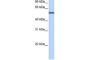 Image no. 1 for anti-Leucine Rich Repeat Containing 8 Family, Member E (LRRC8E) (Middle Region) antibody (ABIN635566)
