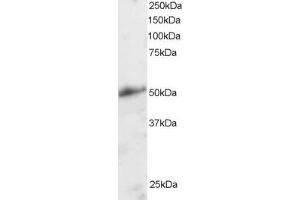 Image no. 2 for anti-Kruppel-Like Factor 8 (KLF8) (N-Term) antibody (ABIN184763)