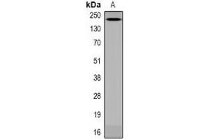 Image no. 1 for anti-Anaphase Promoting Complex Subunit 1 (ANAPC1) (pSer688) antibody (ABIN3222817)