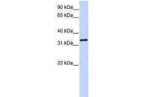 Image no. 1 for anti-3-hydroxyanthranilate 3,4-Dioxygenase (HAAO) (N-Term) antibody (ABIN2775371)