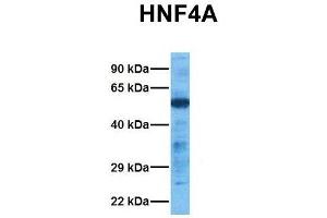 Image no. 8 for anti-Hepatocyte Nuclear Factor 4, alpha (HNF4A) (N-Term) antibody (ABIN2777514)