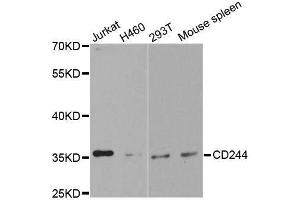 Image no. 1 for anti-Natural Killer Cell Receptor 2B4 (CD244) antibody (ABIN3022711)