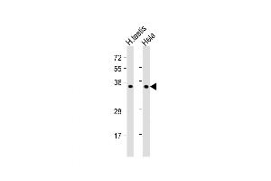 Image no. 1 for anti-Bol, Boule-Like (BOLL) (AA 23-51), (N-Term) antibody (ABIN5535545)