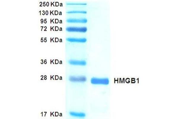 High Mobility Group Box 1 (HMGB1) (Active) protein