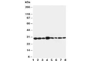 Image no. 4 for anti-LIM and SH3 Protein 1 (LASP1) (AA 16-30) antibody (ABIN3031619)
