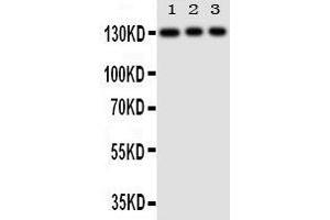Image no. 1 for anti-Toll-Like Receptor 10 (TLR10) (AA 88-102), (N-Term) antibody (ABIN3042981)