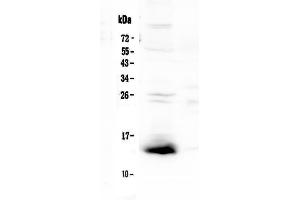 Image no. 1 for anti-Trefoil Factor 2 (TFF2) (AA 24-129) antibody (ABIN5519061)