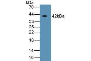 CRYL1 antibody  (AA 1-319)
