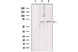 Leiomodin 1 antibody  (C-Term)