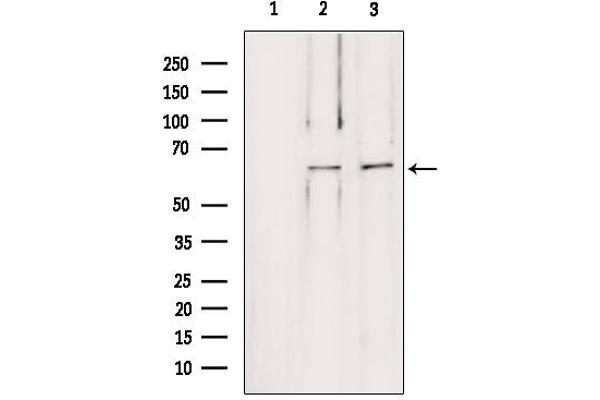 Leiomodin 1 antibody  (C-Term)