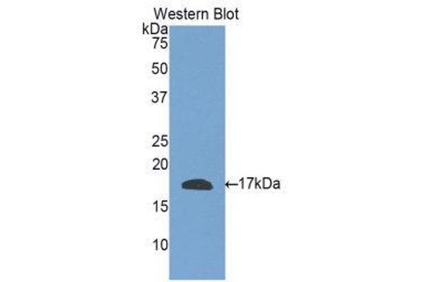 anti-Relaxin 3 (RLN3) (AA 1-140) antibody