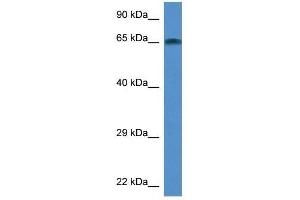 Image no. 1 for anti-TAF6-Like RNA Polymerase II, P300/CBP-Associated Factor (PCAF)-Associated Factor, 65kDa (TAF6L) (Middle Region) antibody (ABIN927324)