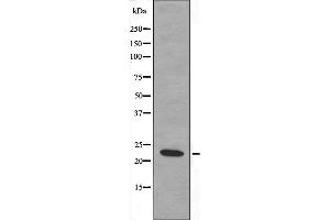 Image no. 2 for anti-Mitochondrial Ribosomal Protein S17 (MRPS17) (Internal Region) antibody (ABIN6258509)