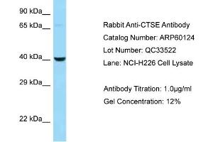 Image no. 1 for anti-Cathepsin E (CTSE) (N-Term) antibody (ABIN2788342)