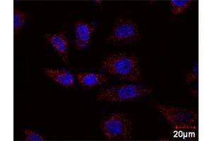 Image no. 5 for CCNB1 & CDKN1A Protein Protein Interaction Antibody Pair (ABIN1339863)