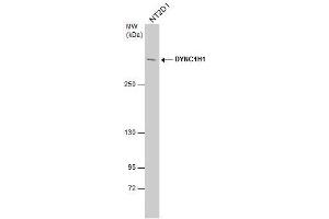 WB Image DYNC1H1 antibody detects DYNC1H1 protein by western blot analysis.