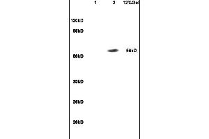 Image no. 1 for anti-Recombination Signal Binding Protein For Immunoglobulin kappa J Region (RBPJ) (AA 101-200) antibody (ABIN872972)
