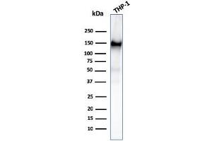 anti-Platelet/endothelial Cell Adhesion Molecule (PECAM1) (AA 625-738) antibody