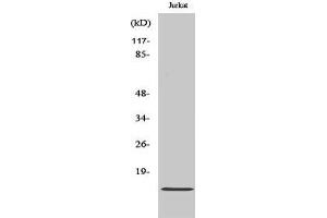 Image no. 1 for anti-CDC42 Effector Protein (Rho GTPase Binding) 5 (CDC42EP5) (N-Term) antibody (ABIN3183819)