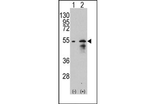 anti-Solute Carrier Family 29 (Nucleoside Transporters), Member 1 (SLC29A1) (Middle Region) antibody