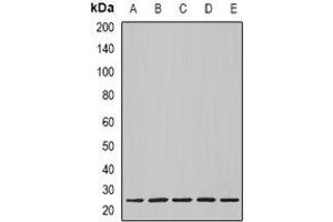 Image no. 3 for anti-Nucleolar Protein 3 (Apoptosis Repressor with CARD Domain) (NOL3) (full length) antibody (ABIN6005324)