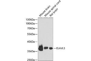 HuC/ELAVL3 抗体  (AA 1-100)